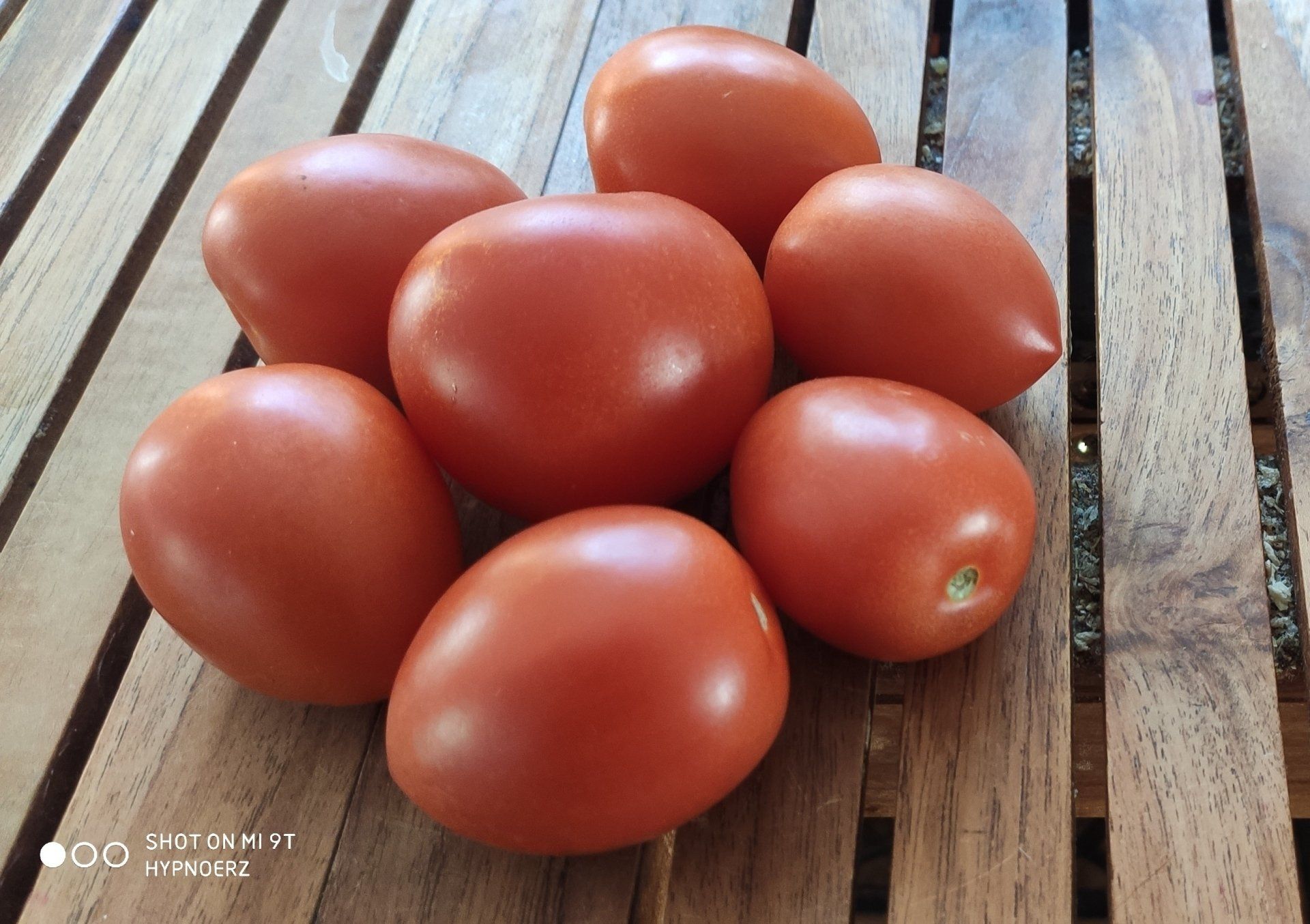 Rot wie eine Tomate Erythrophobie Angst vor dem Erröten