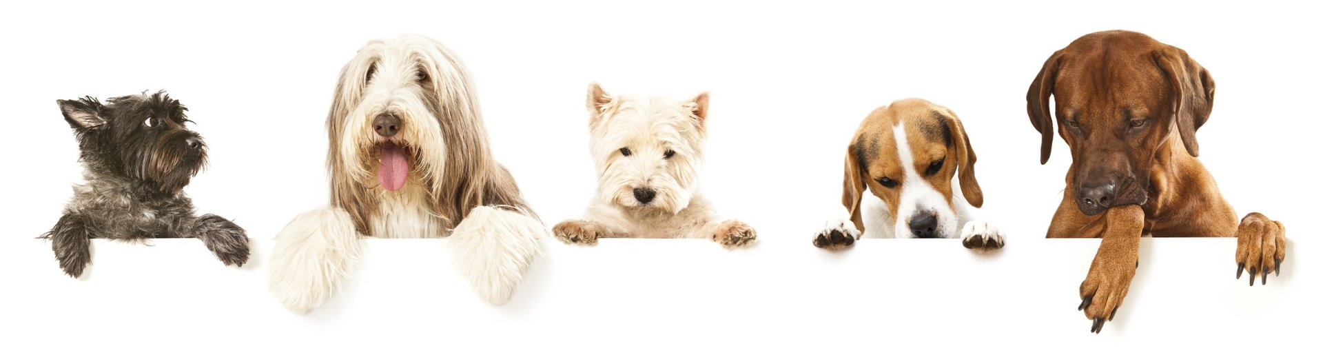 Trainingsangebot VdH Schriesheim