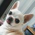 Furbabies Day Care - Prince Furbabies Day Care - Prince
