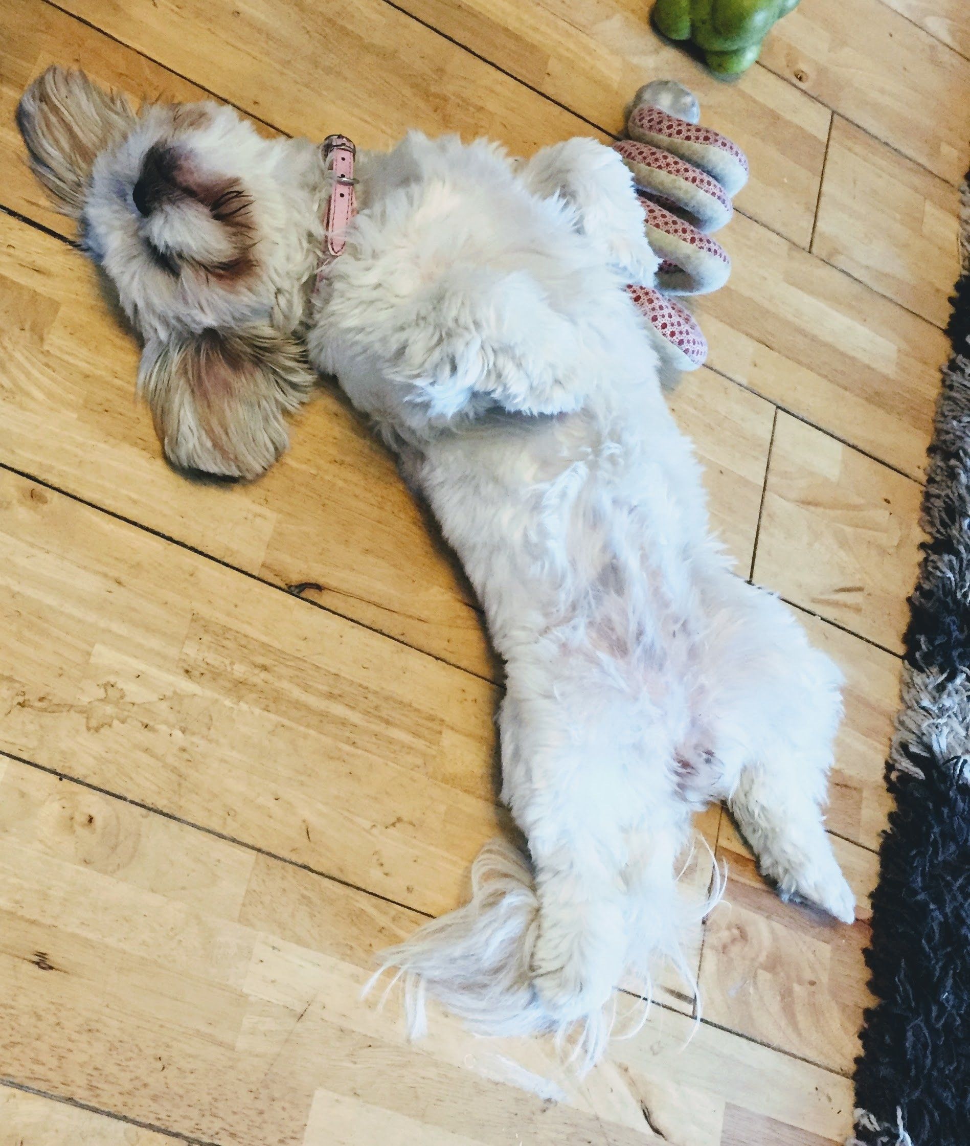 Furbabies Day Care - Ruby playing dead