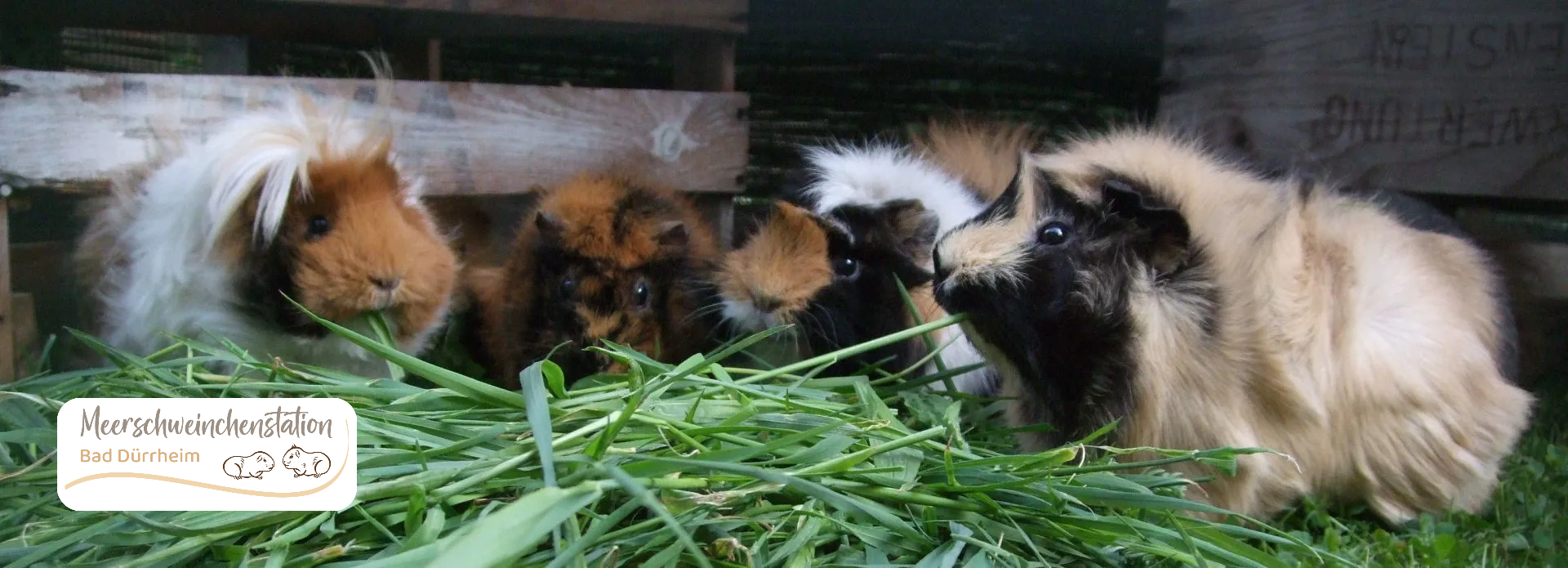Meerschweinchen auf der Wiese Meerschweinchen, Meeri, Notstation für Meerschweinchen