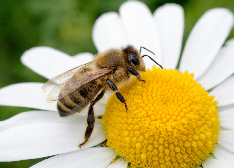 Fresque collaborativ Atelier Biodiversité