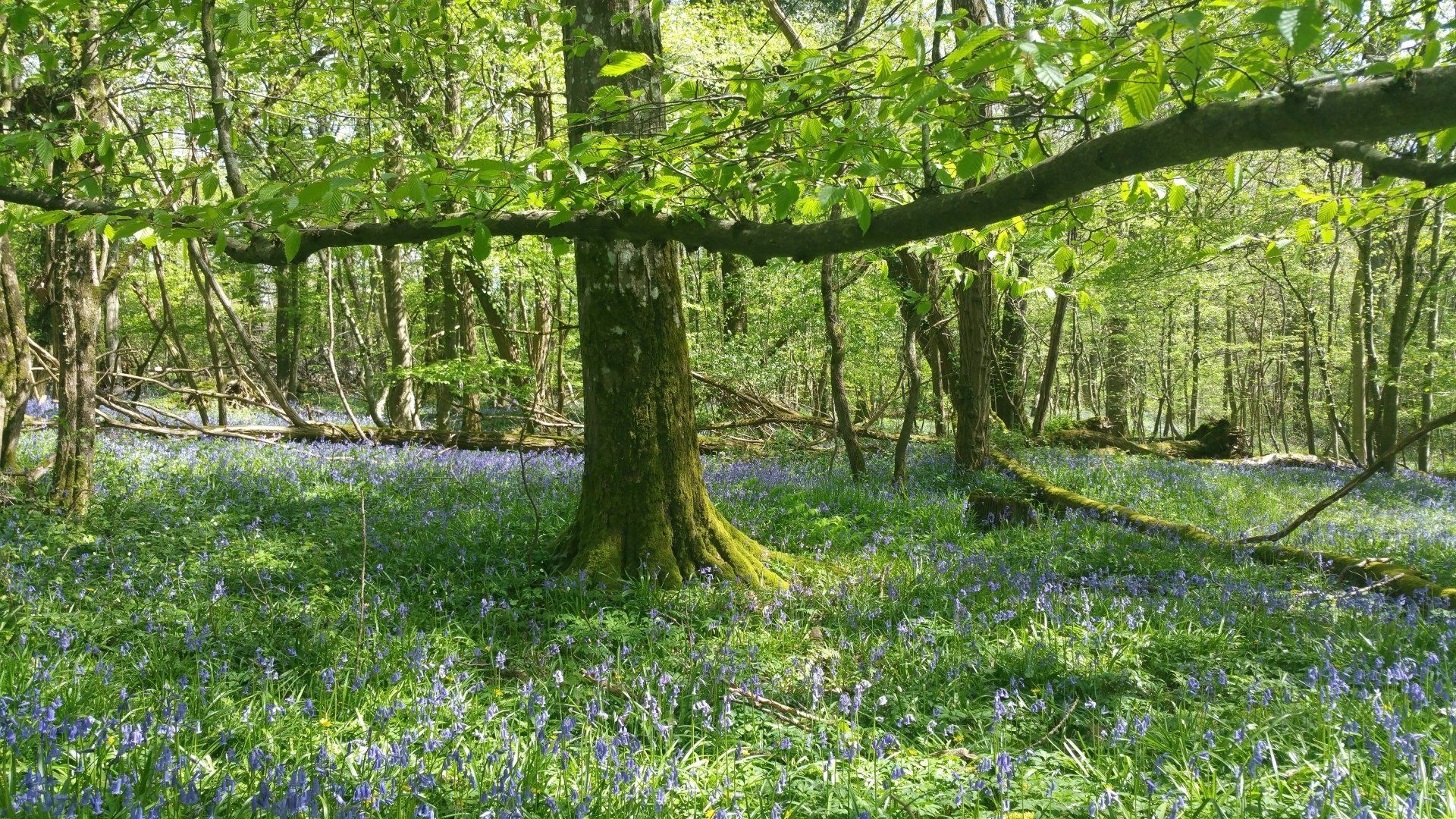 prés et forêts