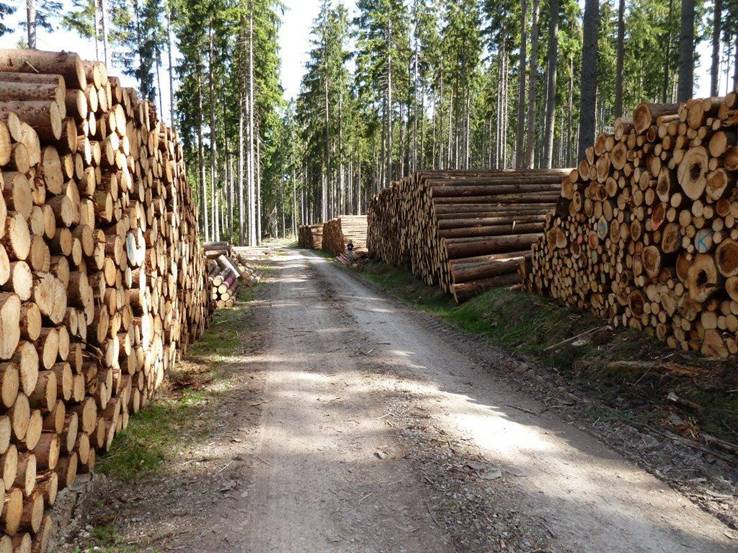 Holzpolter