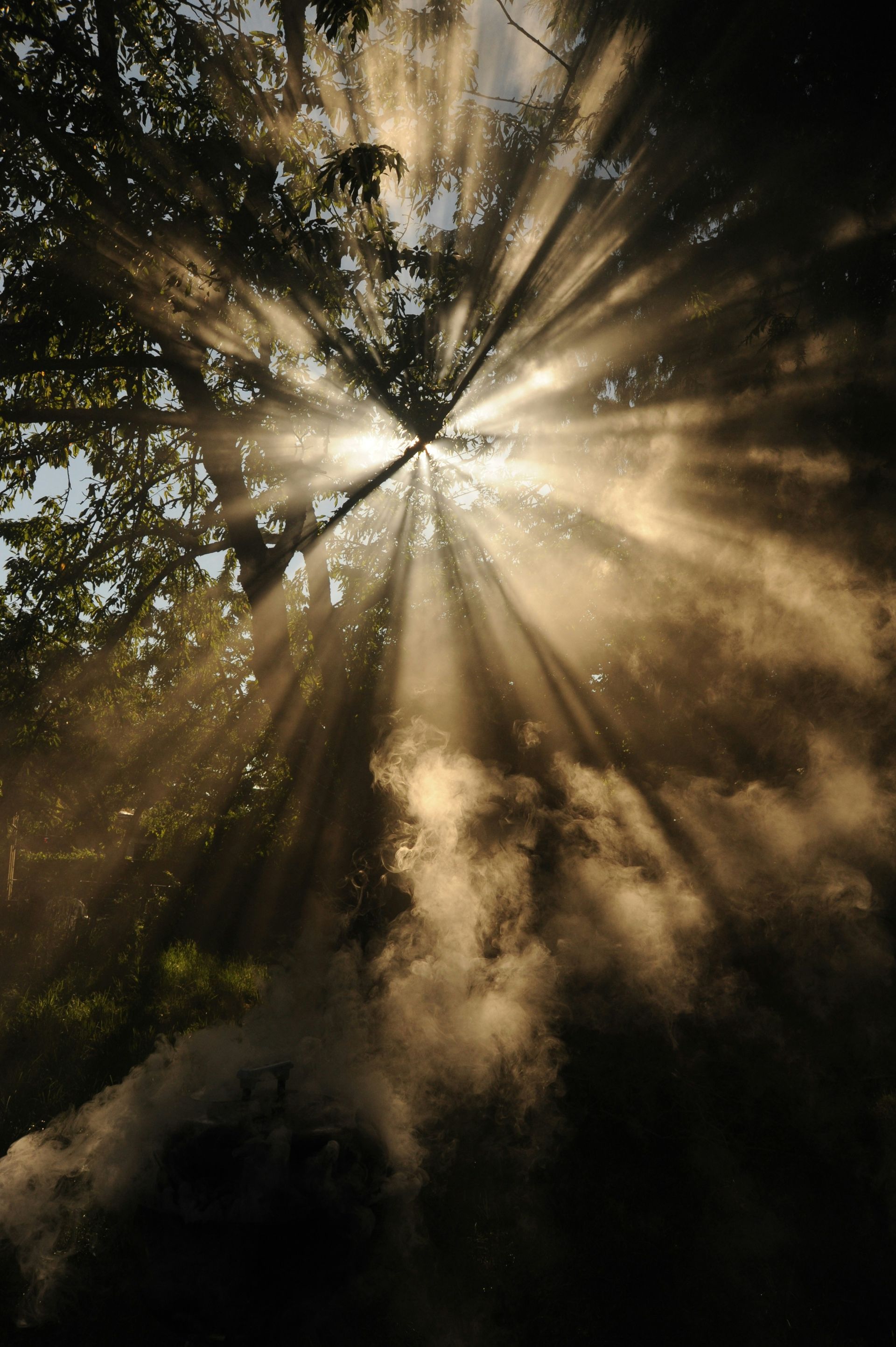 Sunlight filtering through fog symbolizes inner clarity, growth, and Self-energy of IFS therapy.