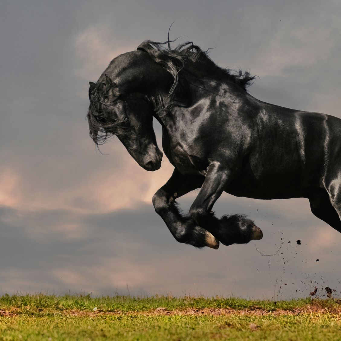 CBD / Cannabis Pferdepellets