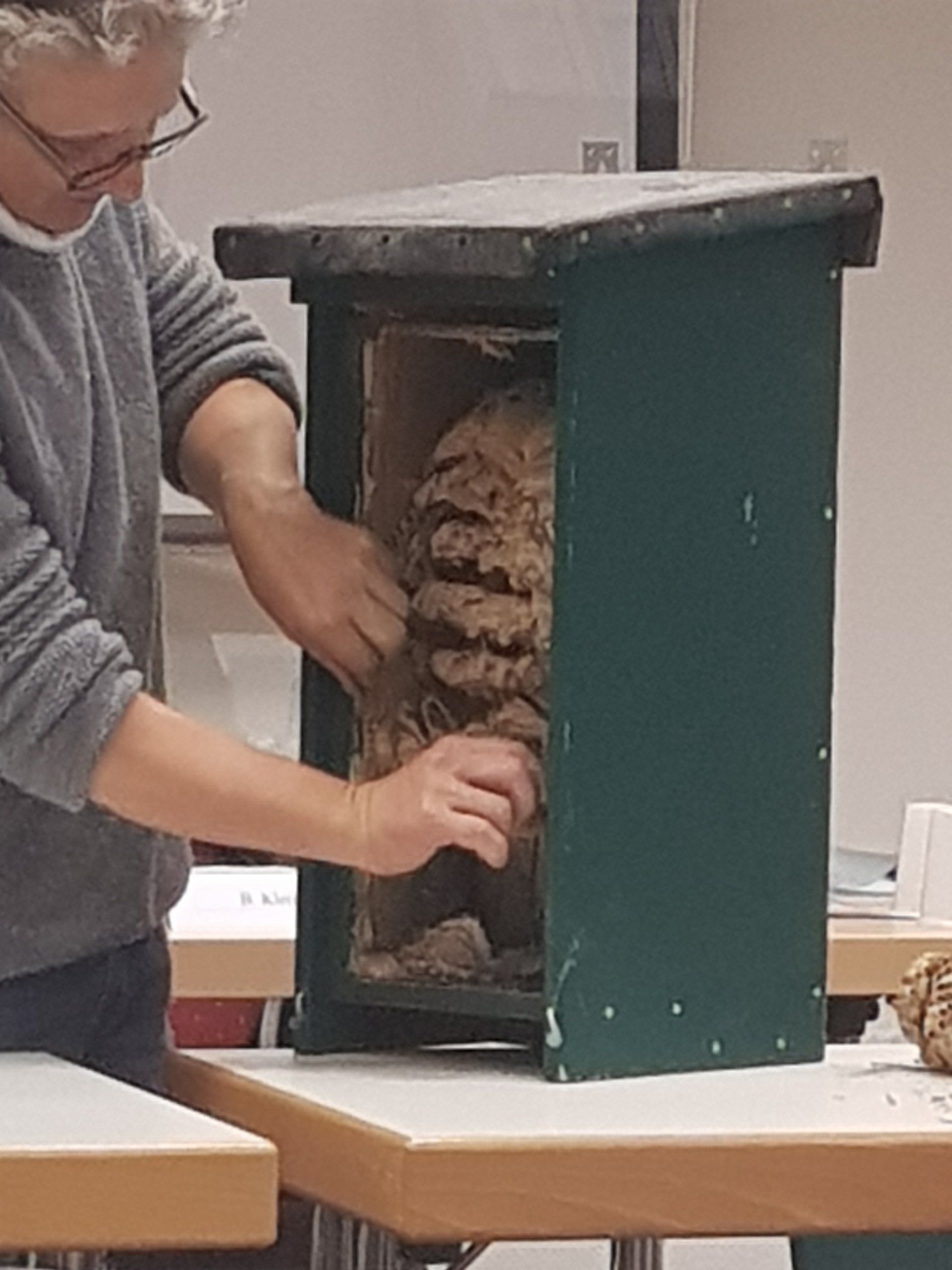 Wespen Nest Umieldung Wespennest Umsiedlung