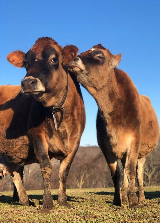Beautiful cows
