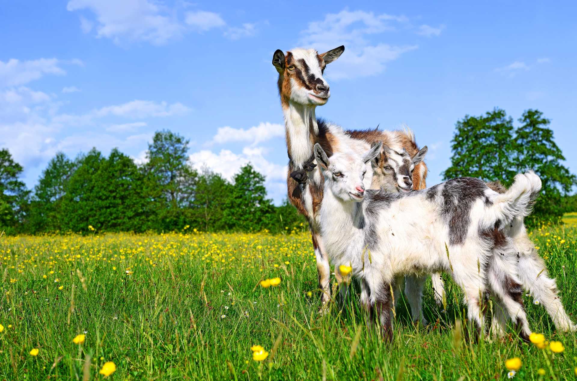 Goats