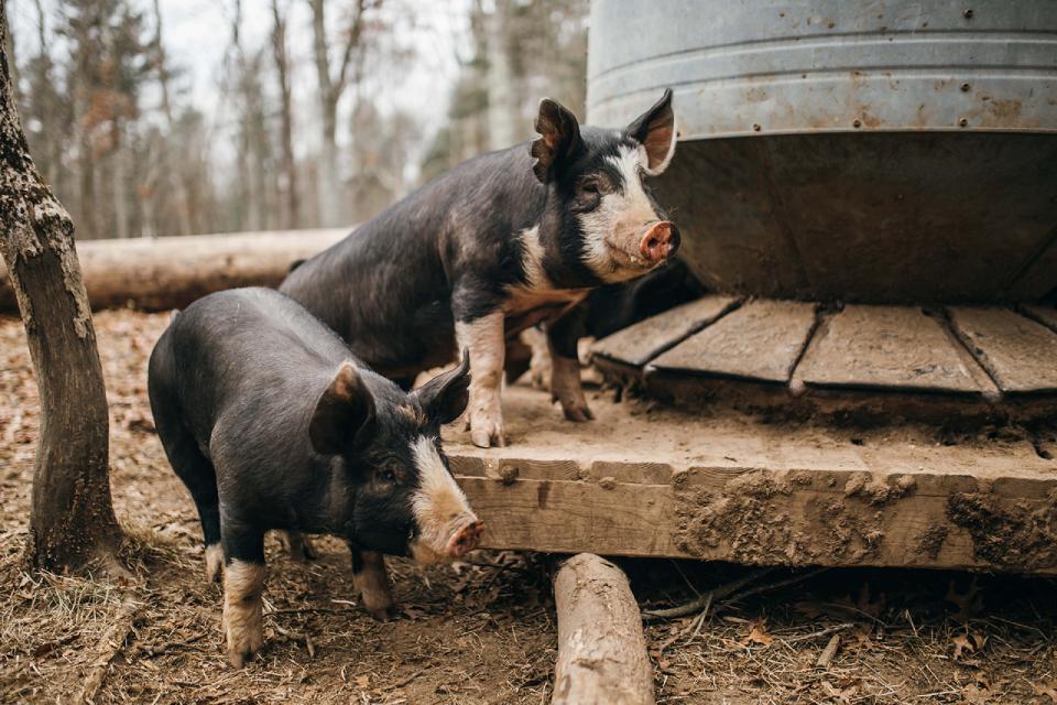 Wild harmony pigs
