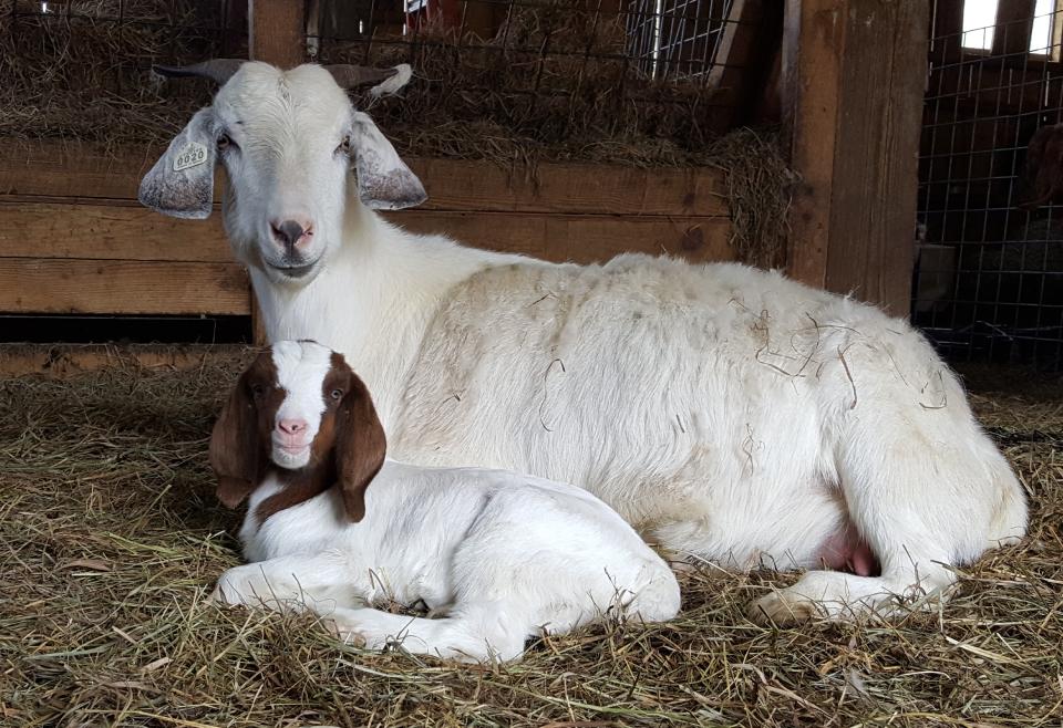 Goats