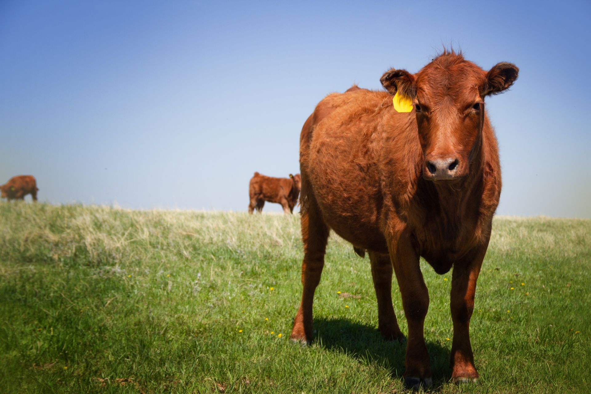 Cow