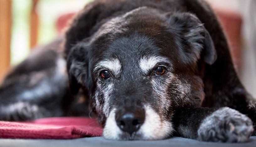 very old dog