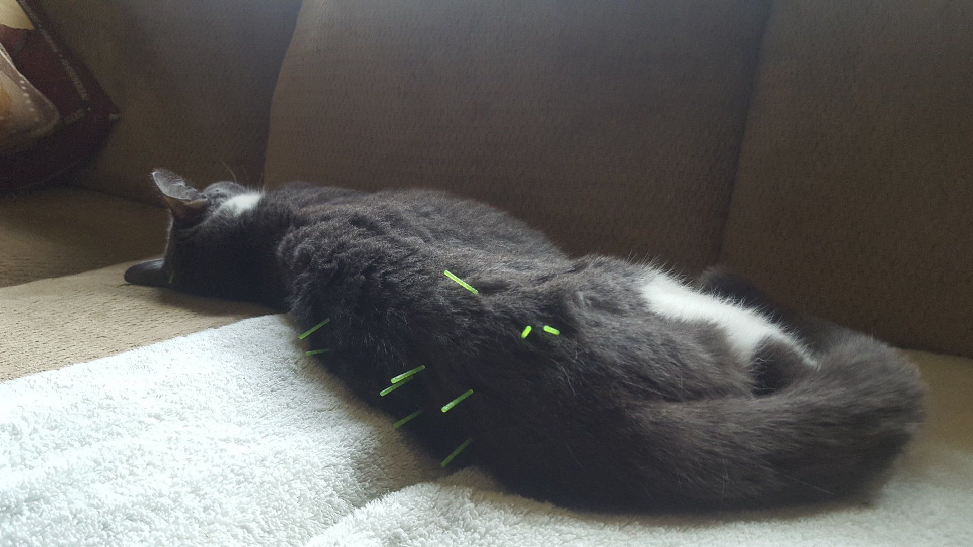 Acupuncture cat