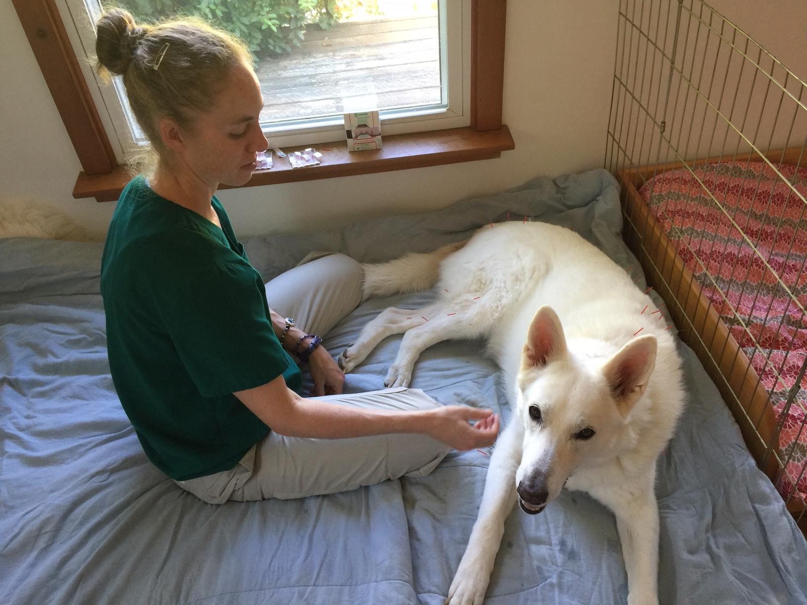 Acupuncture dog
