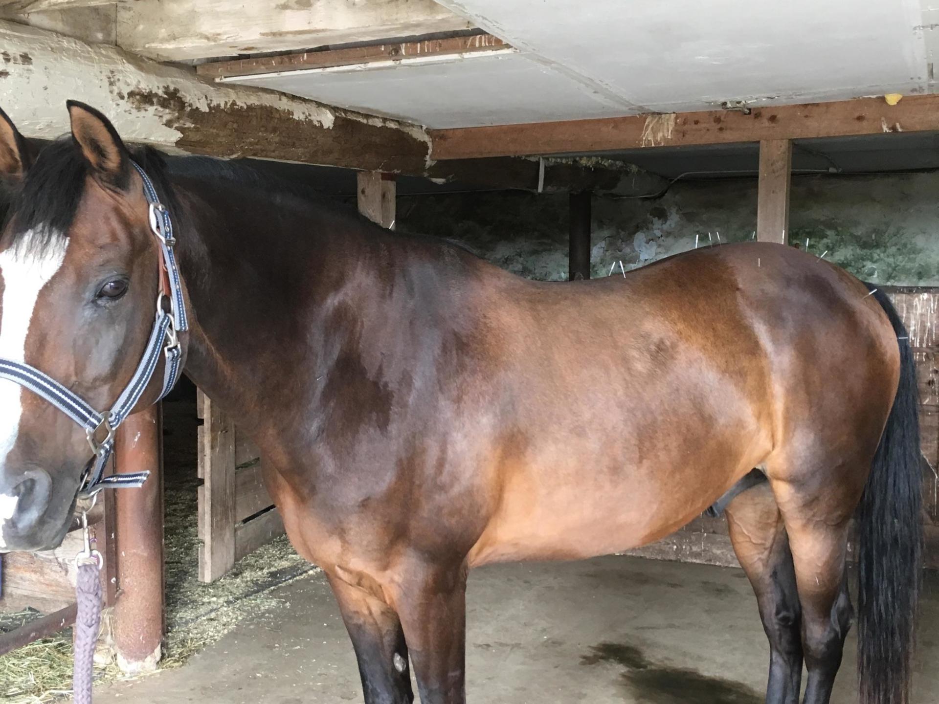 Acupuncture horse