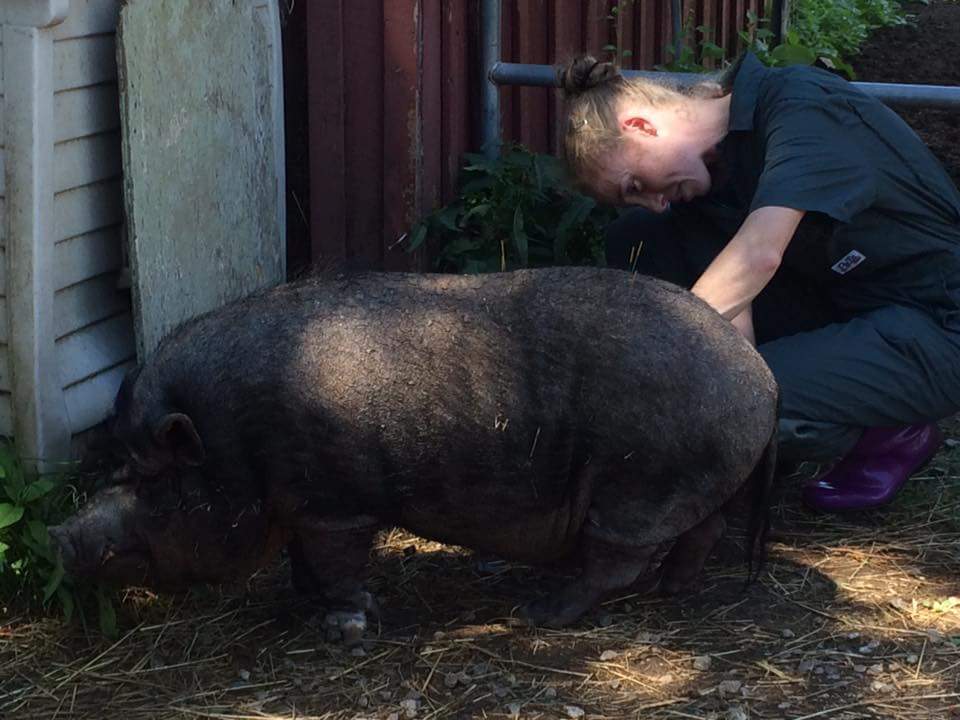 Acupuncture pig