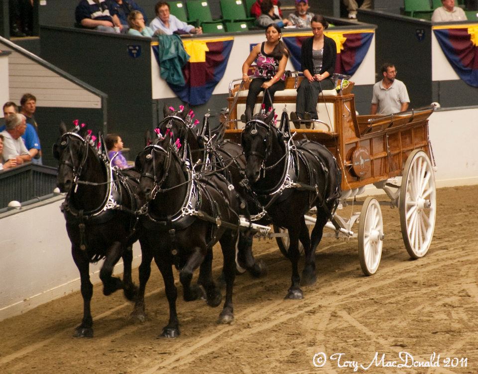 horses