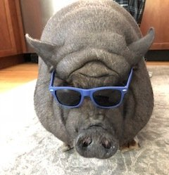 Pet pig Pablo