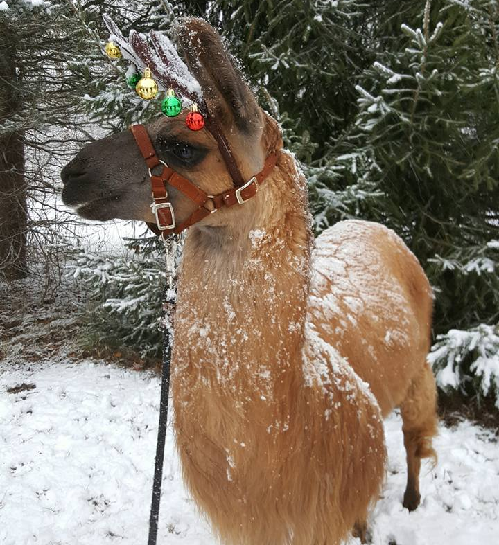 Llama