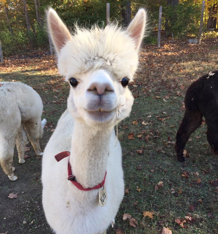 Alpaca