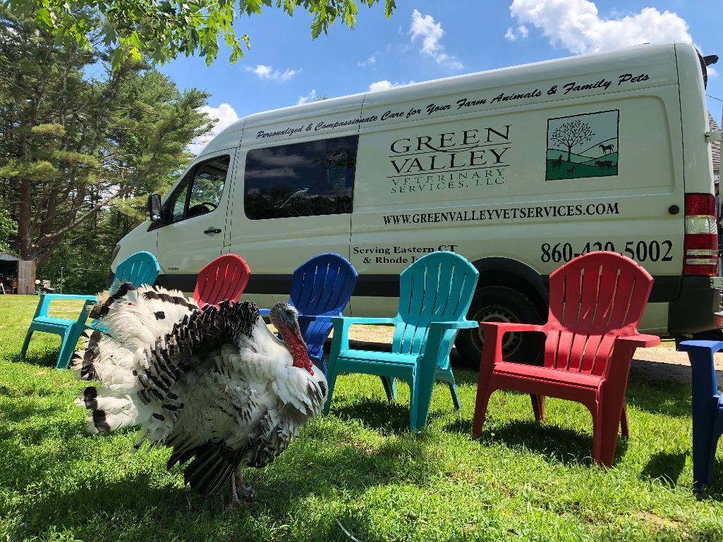 Turkey and van