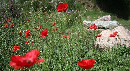 Spring in the foothills of Corsica Spring wild flowers in Corsica