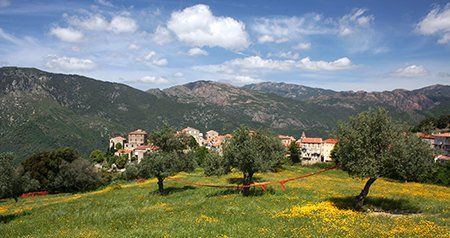 Olive grove overlooking the village of Levie olive grove, Levie, Corse-du-Sud, Corsica
