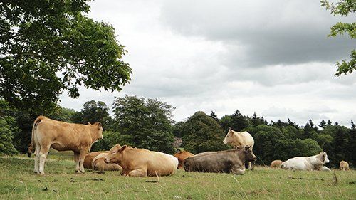 Will it rain or not?