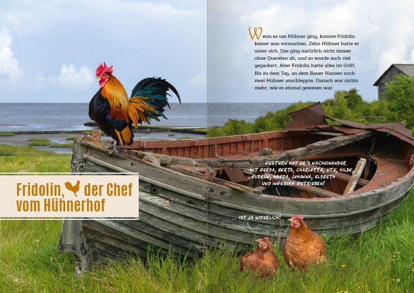 Bild des Hahnes Fridolin auf einem auf Lang gezogenen Bootes. Davor zwei Hühner, die über ihn tuscheln.