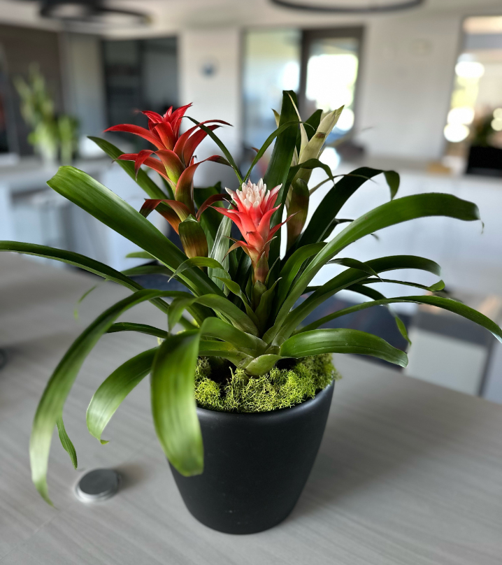 Small pot with a trio of bromeliads located in Urbandale.