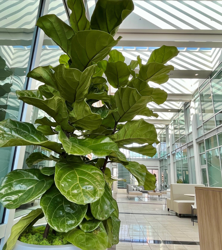A fiddles leaf fig in a contemporary container in a West Des Moines business lobby.