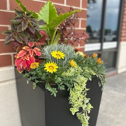 Colorful summer arrangement featuring bold flowers and textured greens in a stylish pot.