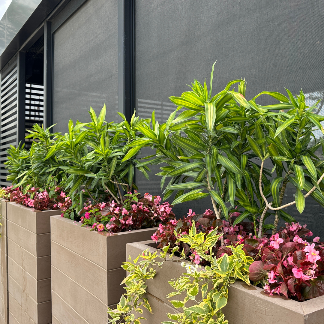 Tall Outdoor patio planters with tropical plants and pink begonias.