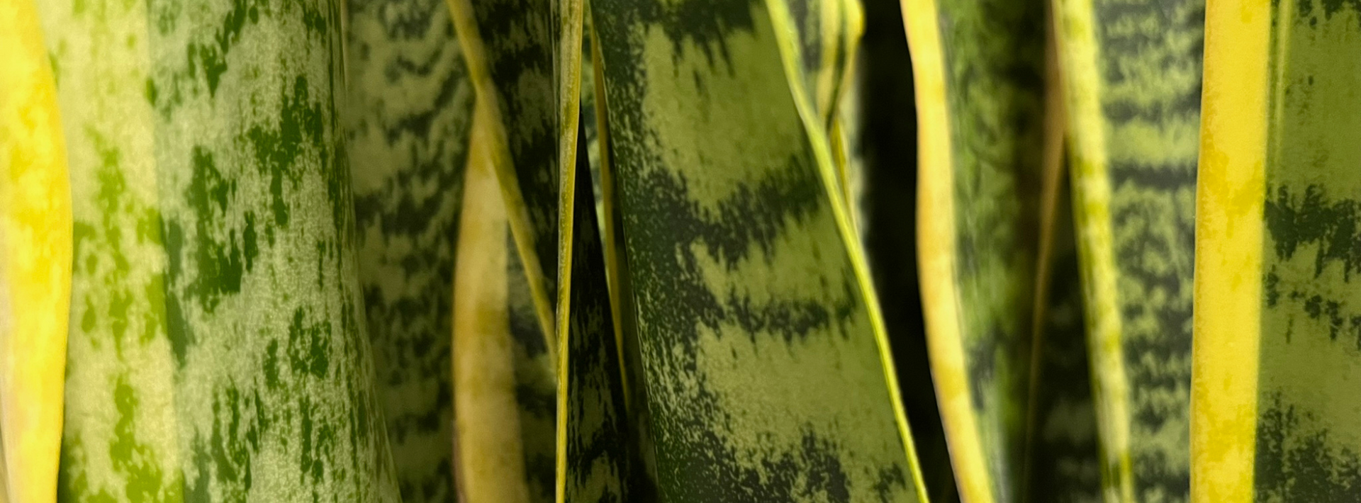 Closeup of sansevieria