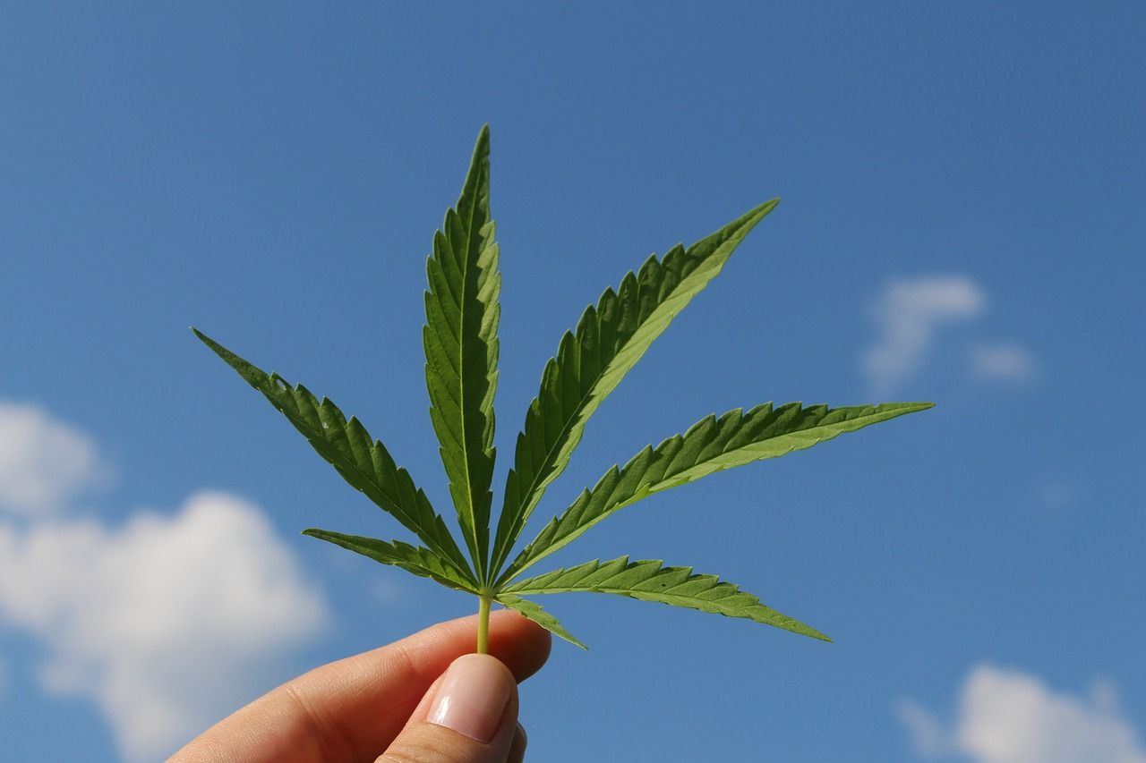 Einfuhr Cannabis EU Einfuhr Cannabis EU