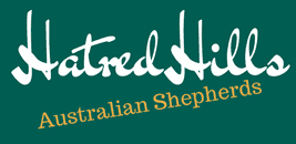 HatredHills Australian Shepherds
