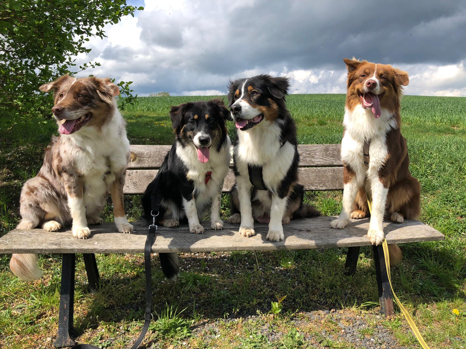 Unsere Hunde Unsere Hunde