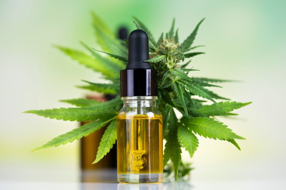 huile de chanvre et plante