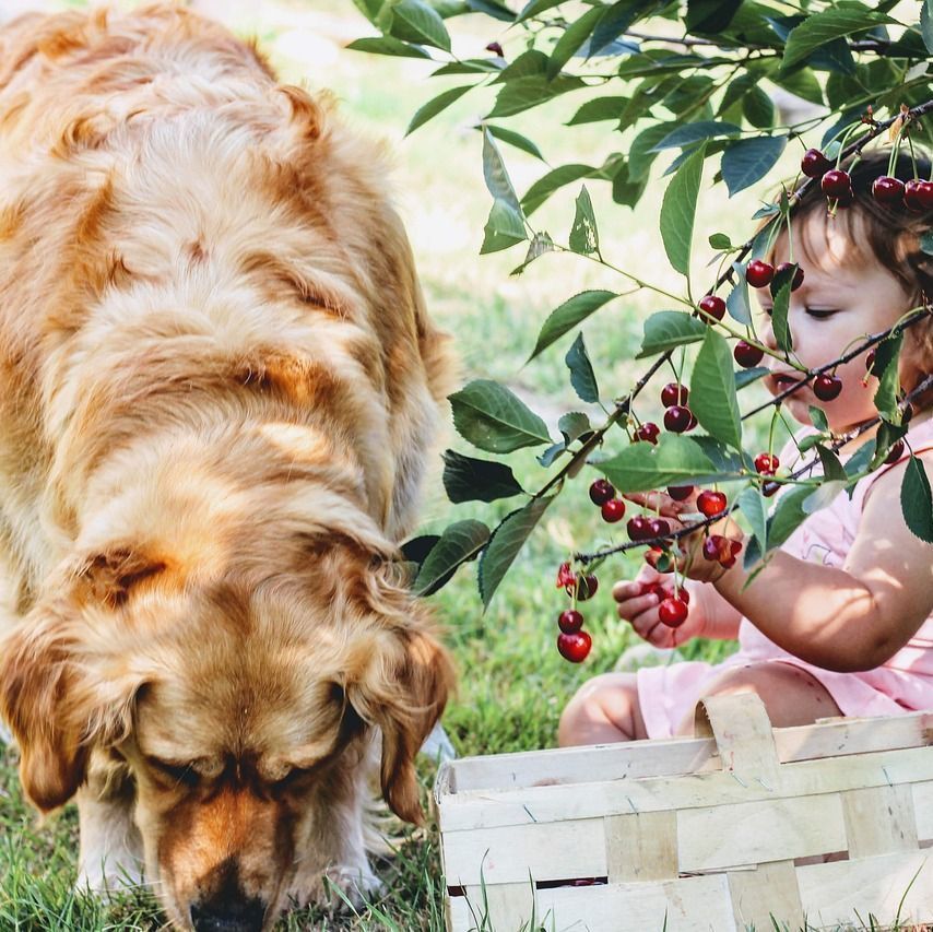Gesundheit Hund & Mensch