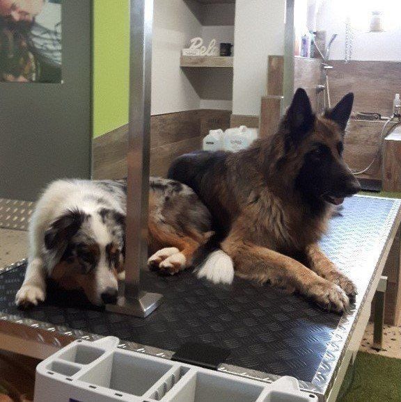 Infos und Preise Hundefrisör Hundefrisör