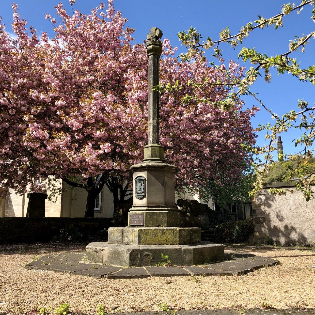 Down a hidden close on The Royal Mile a beautiful blossoming tree