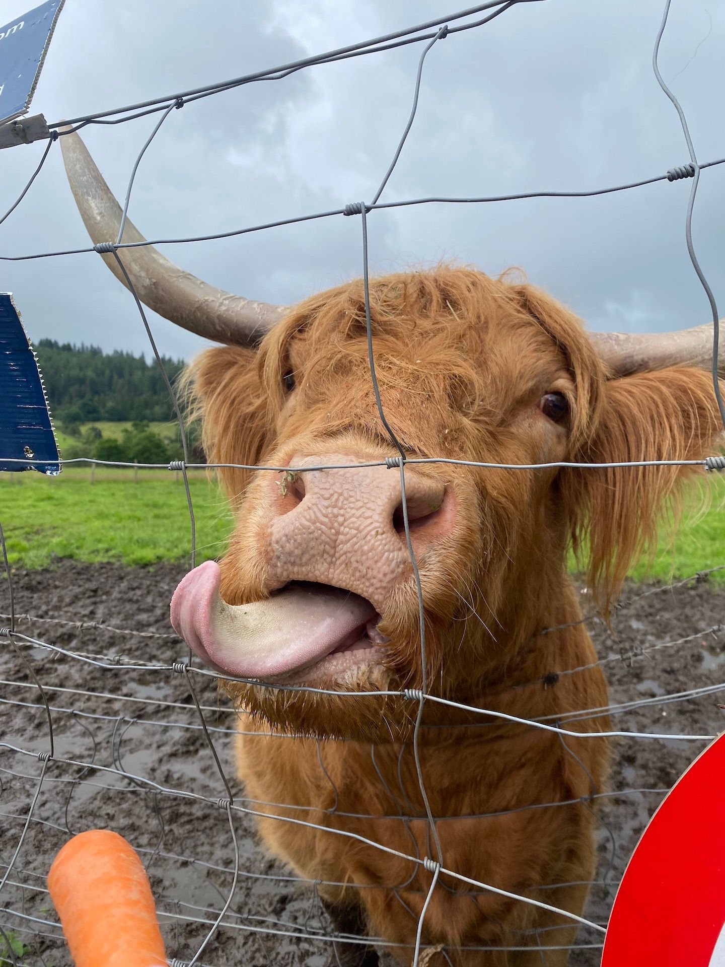 A highland cow captured at just the right moment, cheeky cow with tongue out