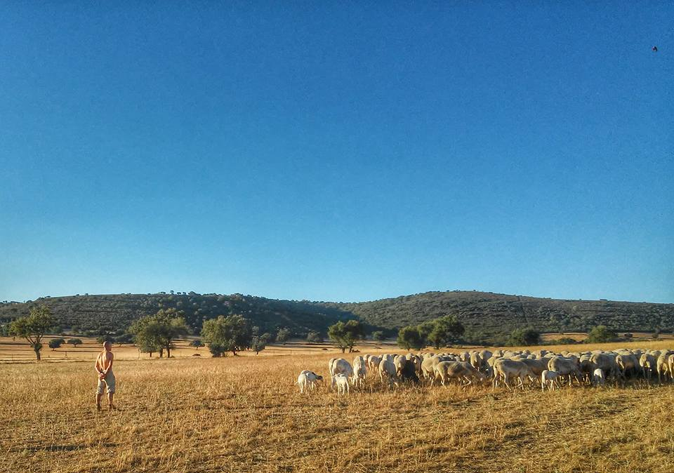 Rebaño de ovejas manchegas pastando en los Montes de Toledo.