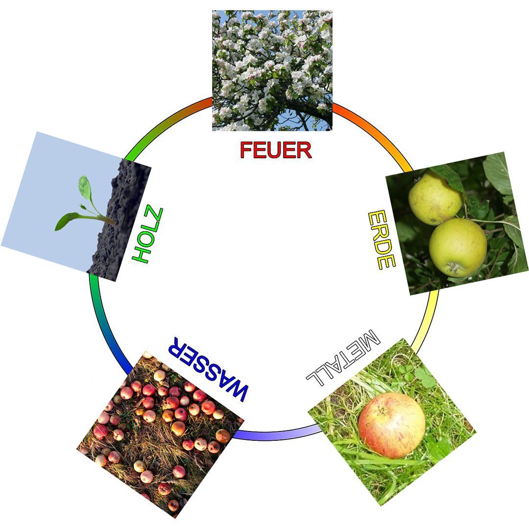 Heiko Rößger Shiatsu, Wandlungsphasen Beispiel Apfelbaum