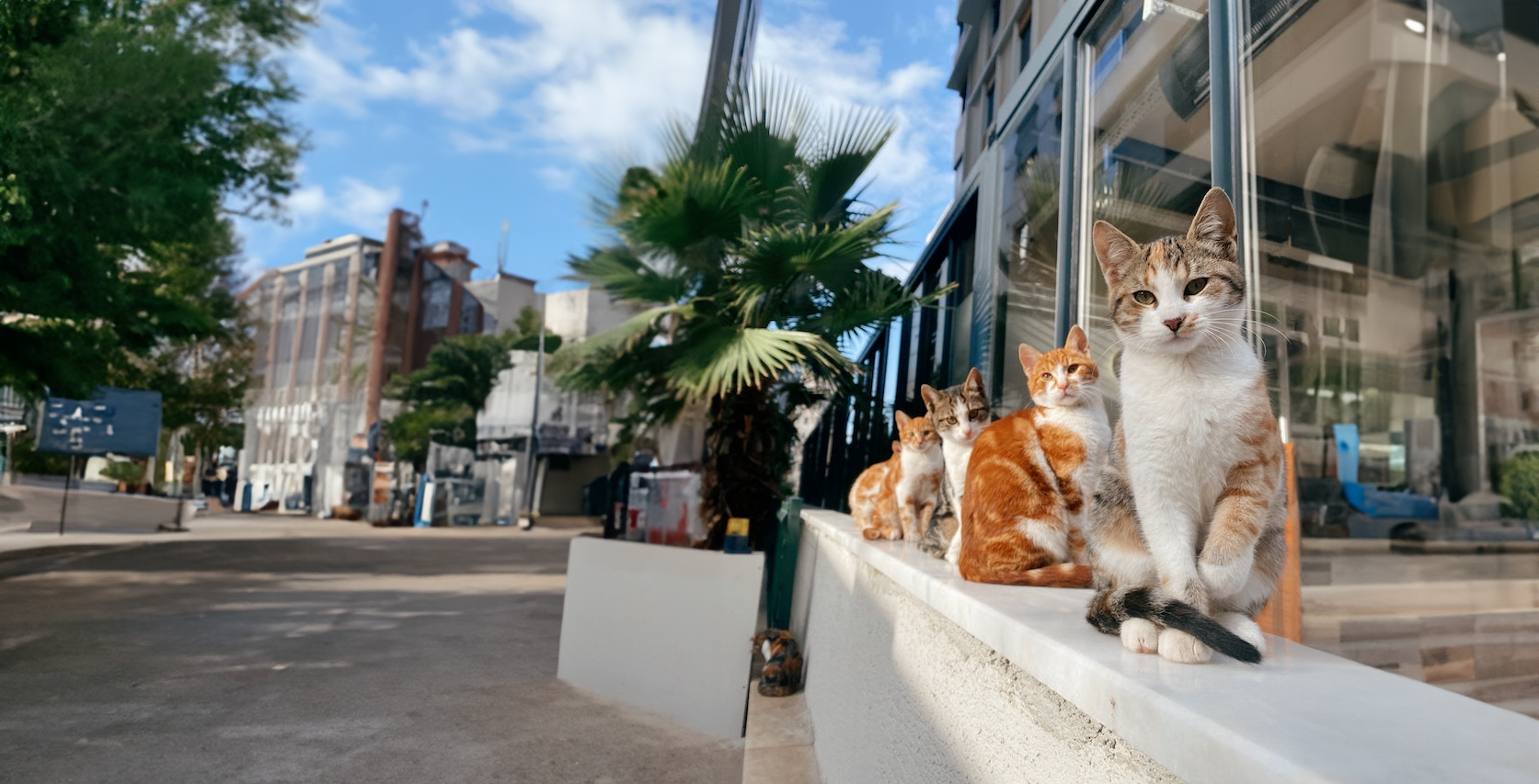 Colonias de gatos y la nueva ley de bienestar animal
