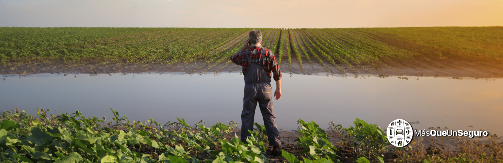 Cultivos dañados por DANA: qué cubre el seguro y cómo reclamarlo