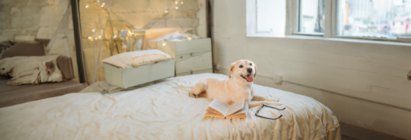 Claves de la nueva Ley de Bienestar Animal