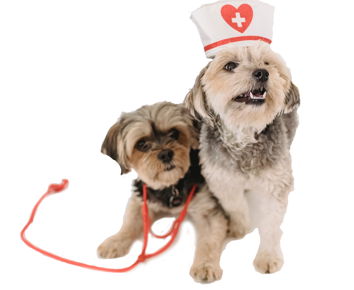 Precio del seguro obligatorio para perros
