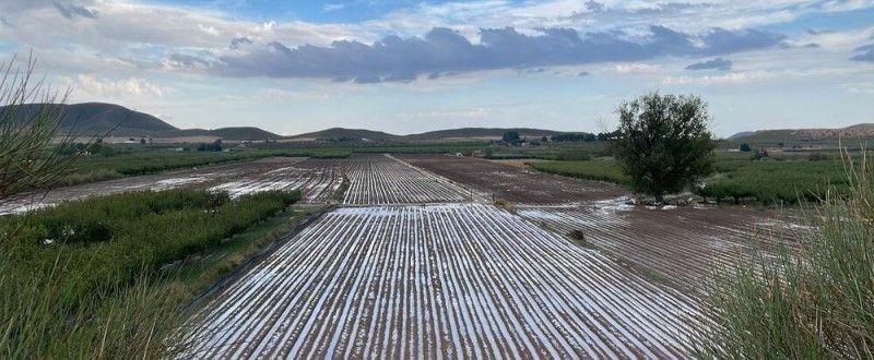 Pedrisco en Albacete: 23,2 millones de euros abonados por Agroseguro